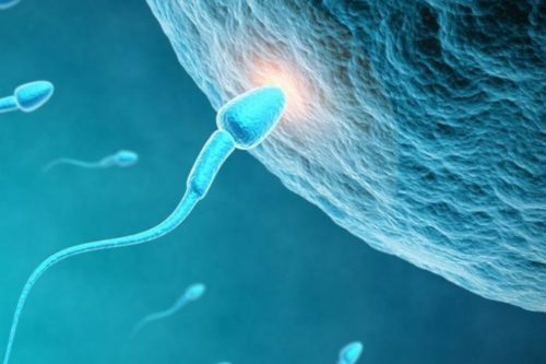 العقم عند الذكور